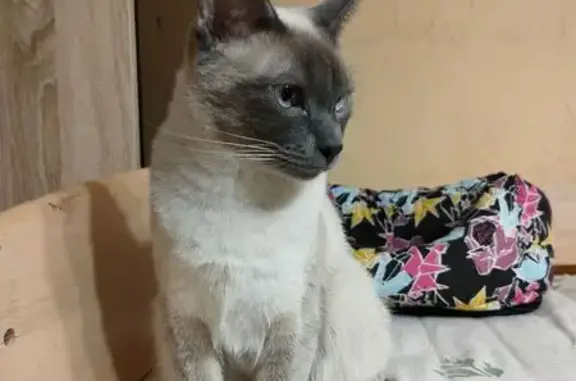 Кошки потеряшки, Мурманск, фото: Потеряшка сиамская кошка, Скальная 25, Мурманск