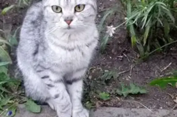 Найдена кошка, Самара, фото: Найдена кошка, Самара