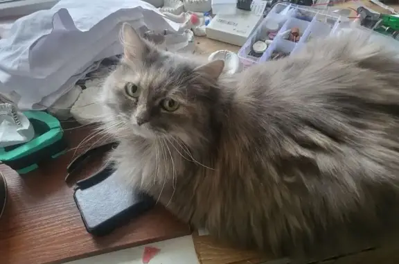 Кошки потеряшки, Самара, фото: Потеряшка кошка, ул. Аксакова 19, Самара