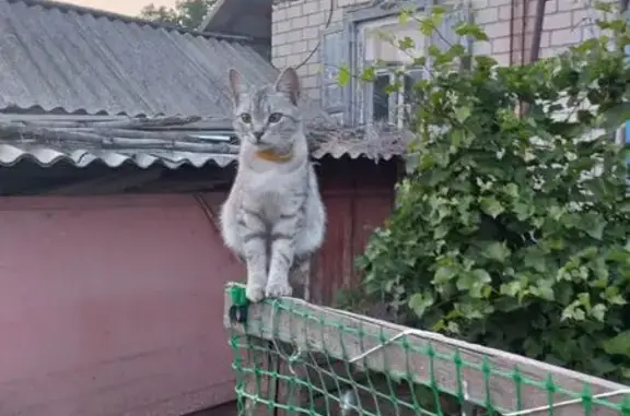 Пропала кошка, переулок Вани Цыганкова, 38