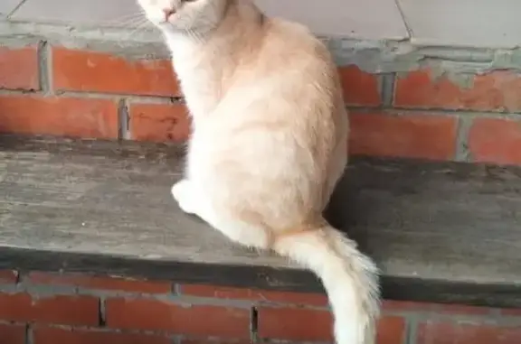 Объявления о пропавших и найденных животных, Людиново, фото: Пропала кошка, ул. 11 лет Октября, 13Б