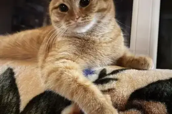 Кошки потеряшки, Говорово, фото: Потеряшка кошка, Говорово