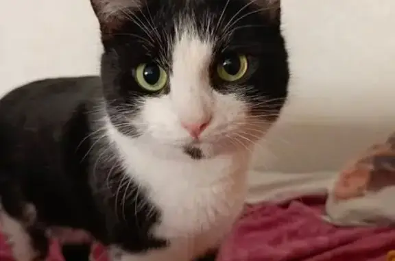 Пропала кошка