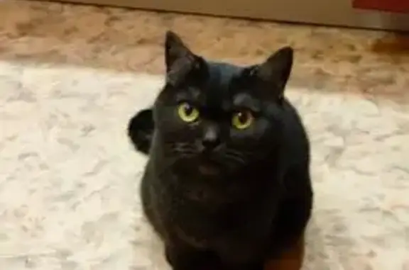 Пропала кошка, Ставрополь
