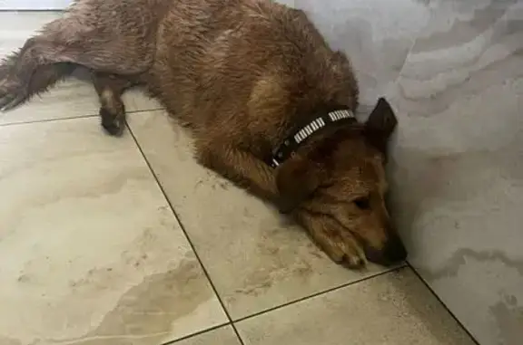 Собака найдена в Люберцах на ул. Кирова