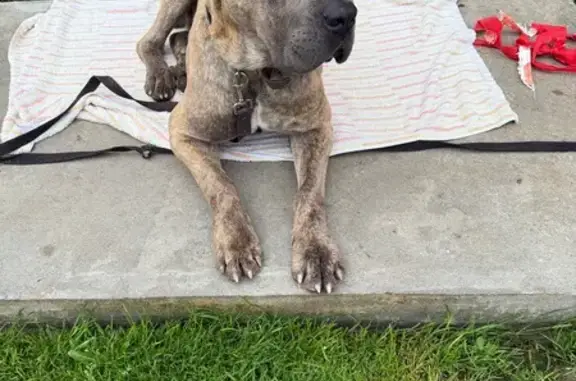 Собака найдена: 46К-0070, МО