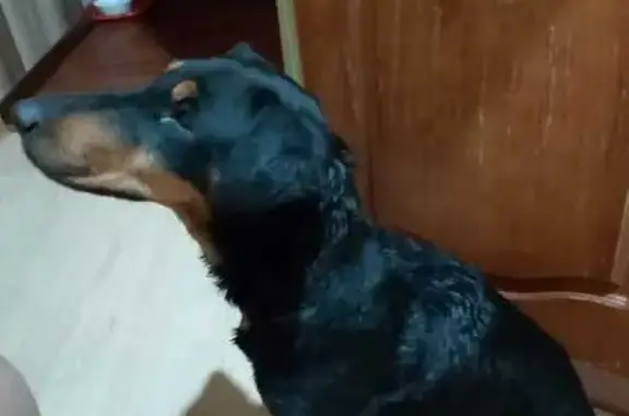 Найдена собака, Ново-Талицы, фото: Такса найдена в Ново-Талицах, 24К-260