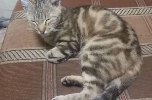 Найдена кошка, Пермь, фото: Найдена кошка, Пермь