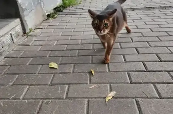 Кот найден на Шагова, 4 в Костроме!