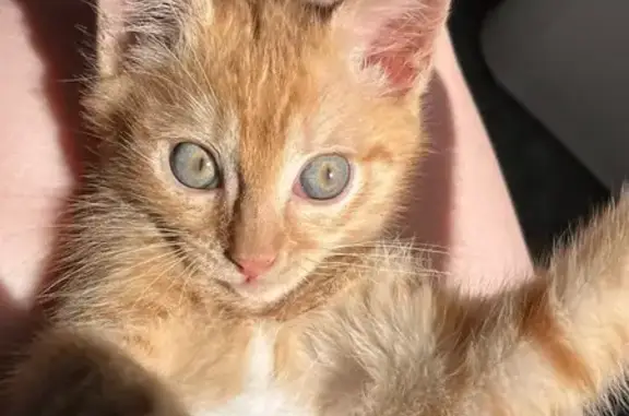 Пропала кошка, ул. Шевченко 255, Оренбург