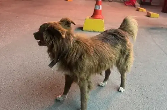 Найдена собака, Симферополь, фото: Собака с ошейником, Севастопольская ул.