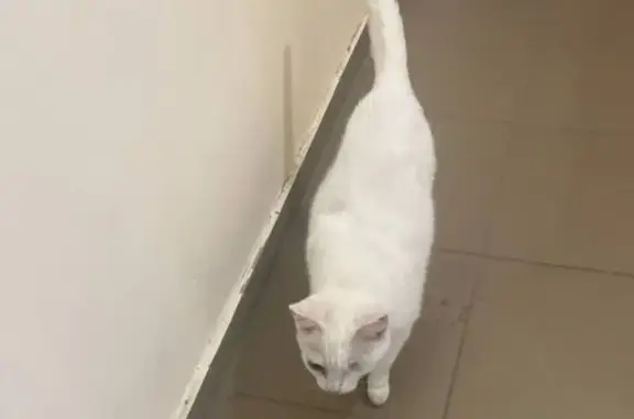 Пропала кошка, Тюмень