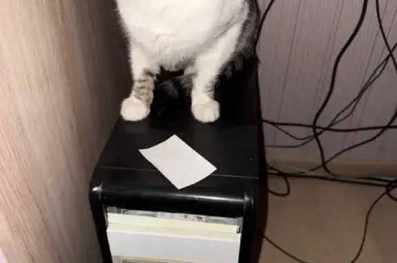 Кошки потеряшки, Рязань, фото: Потеряшка кошка, Быстрецкая ул. 23, Рязань