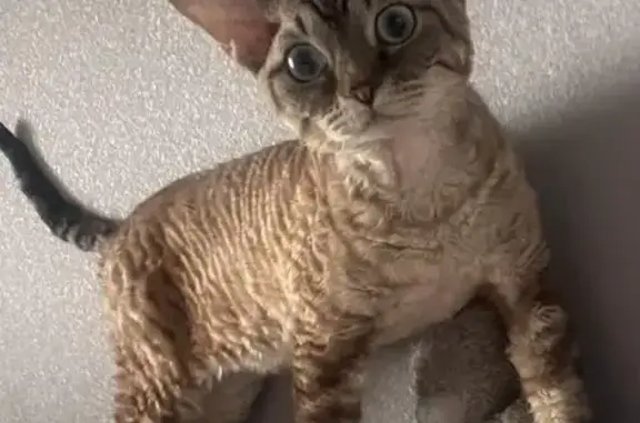 Кошки потеряшки, Московская область, фото: Потеряшка кот, СНТ Радуга, Полушкино