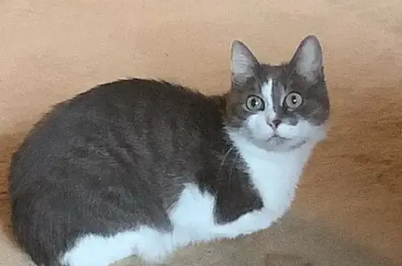 Кошки потеряшки, Саров, фото: Потеряшка кошка, Северный пер., 8, Саров