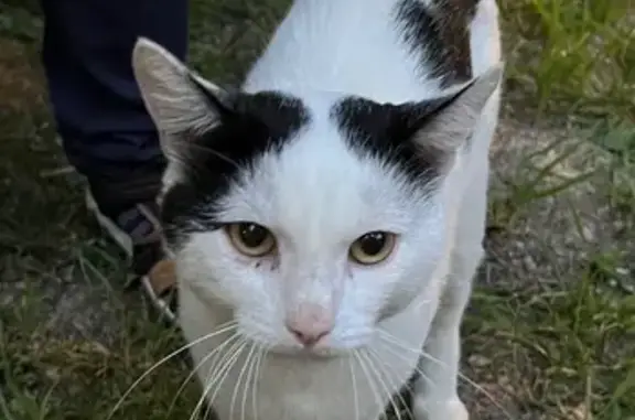 Кошка найдена у кофейни, Ольховая 7, Видное