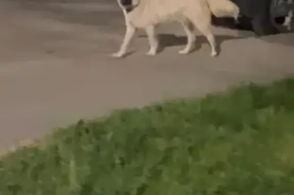 Собака найдена у ул. Правды, 31А, Волгоград