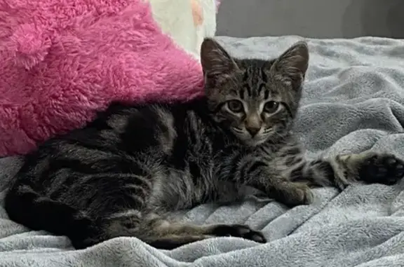 Котенок найден на Карпинского, 27, Пенза