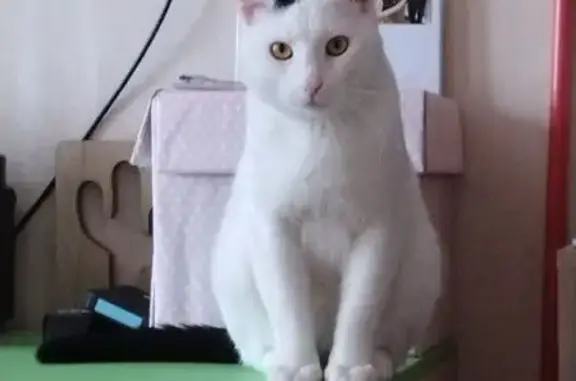 Кошки потеряшки, Чебоксары, фото: Потеряшка кошка, ул. Кадыкова 19, Чебоксары