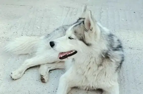 Найденные животные Малое Козино, фото: Найдена собака, ул. Коминтерна, 16А