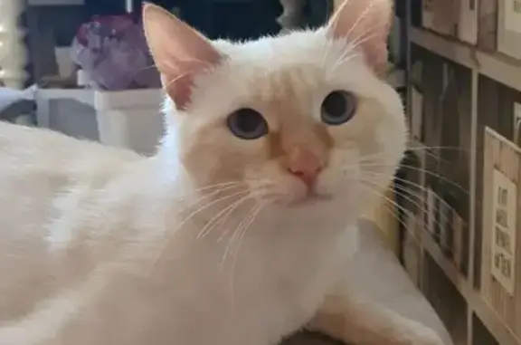 Кошки потеряшки, Альметьевск, фото: Потеряшка кошка, ул. Толстого 4, Альметьевск