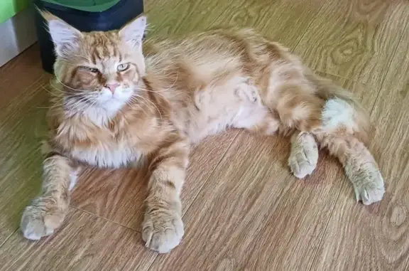 Найдена кошка, Пятигорск, фото: Мин Кун найден: Пятигорск, Октябрьская 44