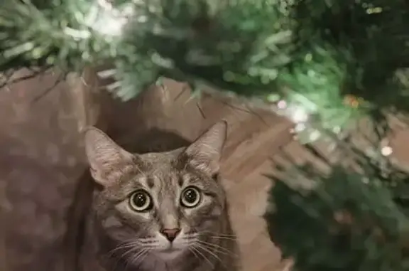 Пропала кошка, Саратов