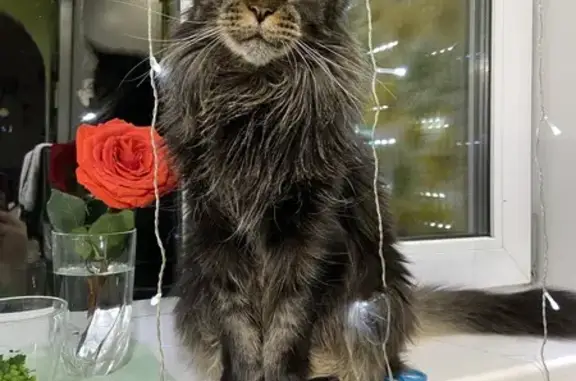 Пропала кошка, Алатырь