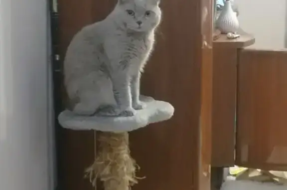 Кошки потеряшки, Прокопьевск, фото: Кошка найдена: Жолтовского 16, Прокопьевск