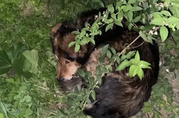 Найдена собака, Кострома, ул. Красная Слобода, 26