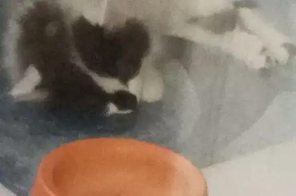 Найдена кошка, Калуга, фото: Котёнок найден: ул. Суворова, 106, Калуга