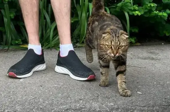 Найдена кошка, ул. Марата 35Б, Тула