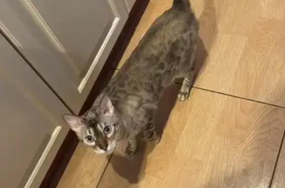 Кошки потеряшки, Токсовское городское поселение, фото: Потеряшка кошка Рокси, Южная ул. 38, Токсово