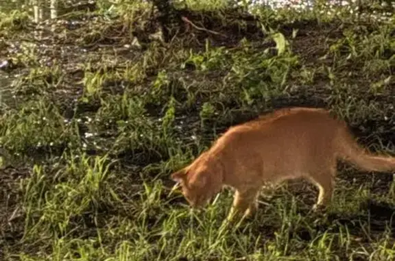 Найдена кошка, Лобня, фото: Кошка найдена на ул. Ленина, Лобня