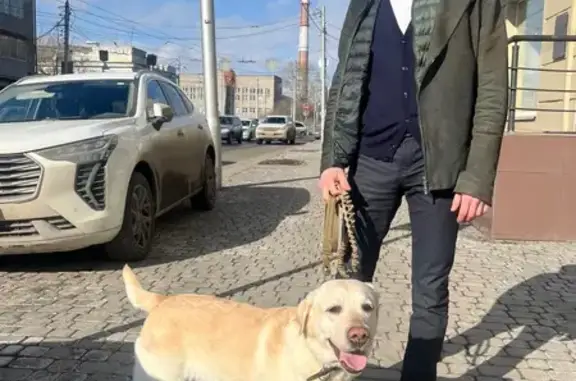 Пропала собака