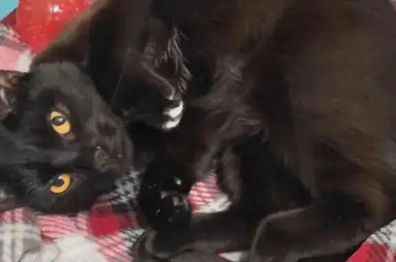 Кошки потеряшки, Сарбаи, фото: Потеряшка черная кошка, Кировская обл.