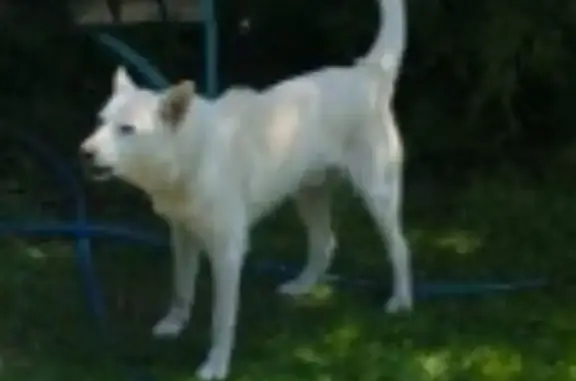 Найдена собака, Рюминское, фото: Светлый кобель найден, Лесная ул., Рюминское