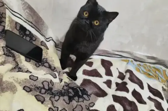 Кошки потеряшки, Тула, фото: Потеряшка кошка, Баженова 28А, Тула