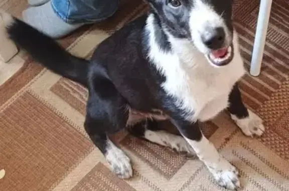 Найдена собака, Новоалтайск, фото: Собака найдена: ул. Энгельса, 7, Новоалтайск