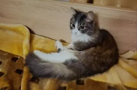Кошки потеряшки, , фото: Потеряшка кошка