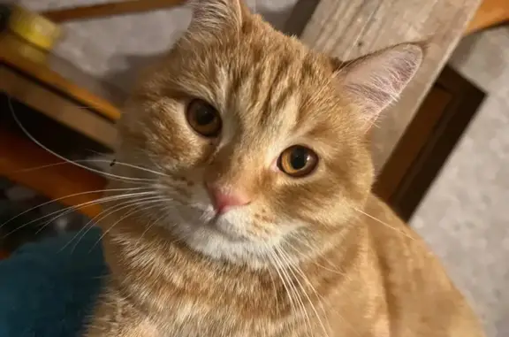 Пропала рыжая кошка, Волочаевская 51