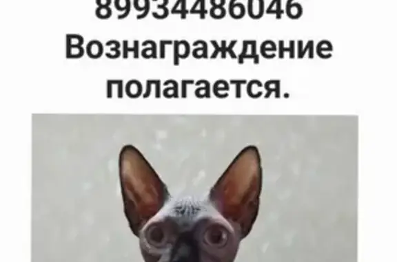 Кошки потеряшки, городской округ Новочеркасск, фото: Потеряшка кошка, городской округ Новочеркасск