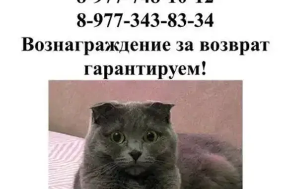 Пропала кошка, Москва