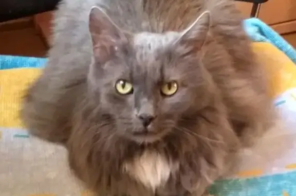 Объявления о пропавших и найденных животных, Нижний Новгород, фото: Пропала кошка на Генерала Клюева, 1