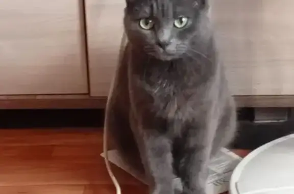 Пропала кошка, Екатеринбург