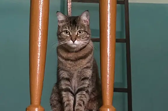 Кошки потеряшки, Абаза, фото: Потеряшка кошка, Партизанская ул., 95, Абаза