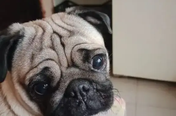 Собаки потеряшки, Уфа, фото: Потеряшка собака, Уфа, Заросшая дорога