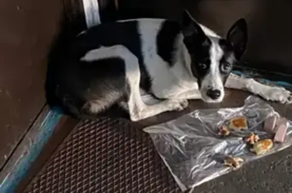 Найдена собака, Междуреченск, фото: Найдена собака, Весенняя ул. 5, Междуреченск