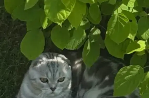 Кошки потеряшки, Краснооктябрьский муниципальный округ, фото: Потеряшка кошка, «Восток», Нижегородская обл.