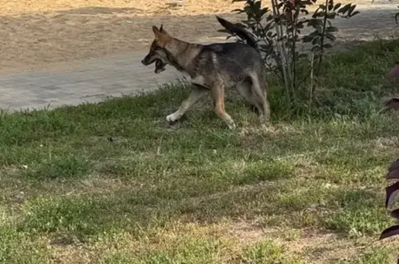 Собака найдена на набережной Урала, Оренбург